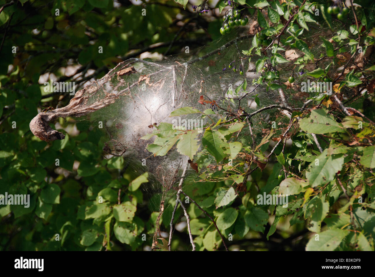Gypsy moth caterpillar oak hi-res stock photography and images - Alamy