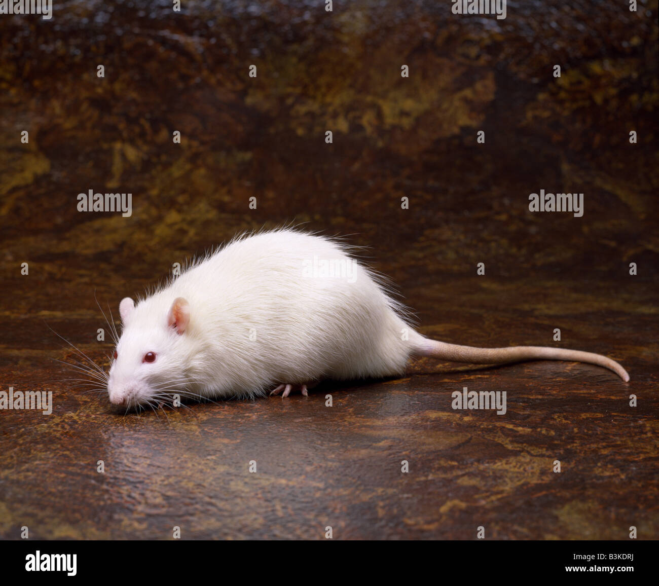 ALBINO LAB RAT (RATTUS NORVEGICUS) STUDIO Stock Photo