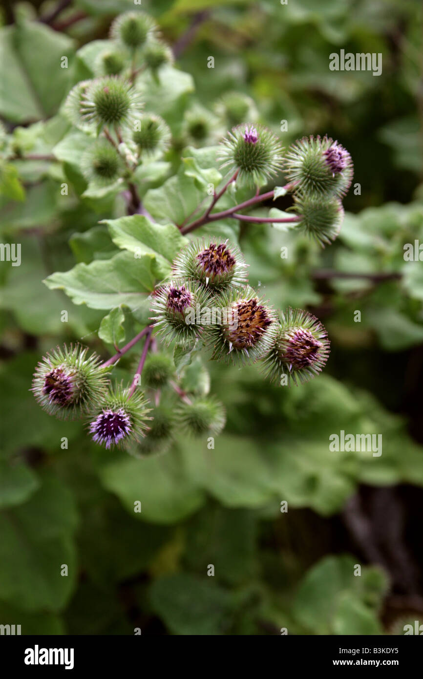 Lesser Burdock Arctium minus Asteraceae aka Burweed, Louse-bur, and Button-bur Stock Photo