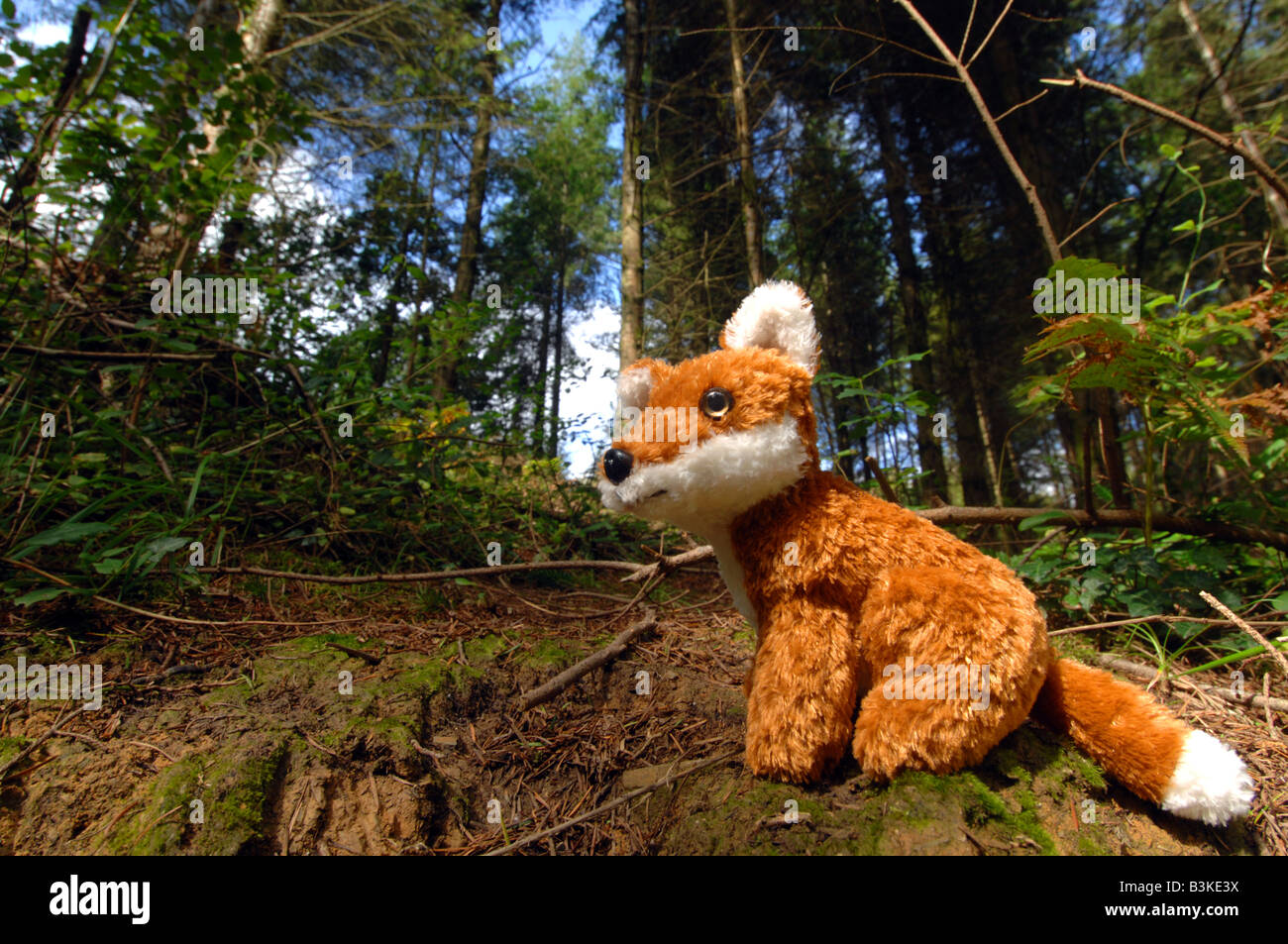 Red fox " cuddly toy" in the woods, UK Stock Photo