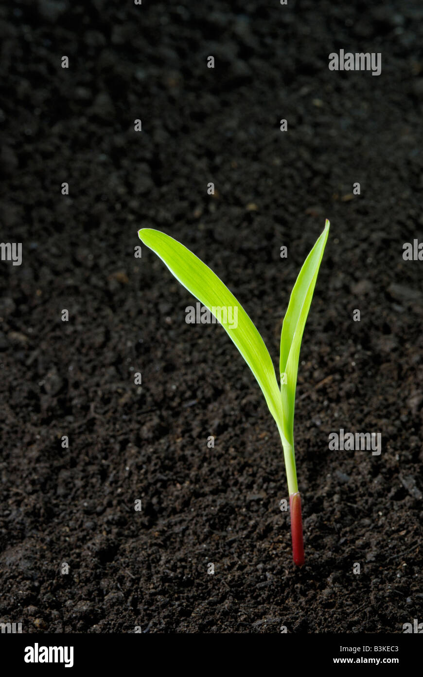 Corn seedling, Zea mays, emerging from dark soil The plant is 1-2 weeks old. Stock Photo