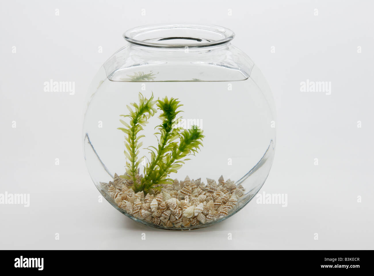 Elodea, aquatic plant, in fishbowl Stock Photo