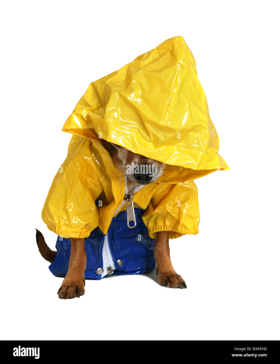 Dog in a raincoat Cut Out Stock Images & Pictures Alamy