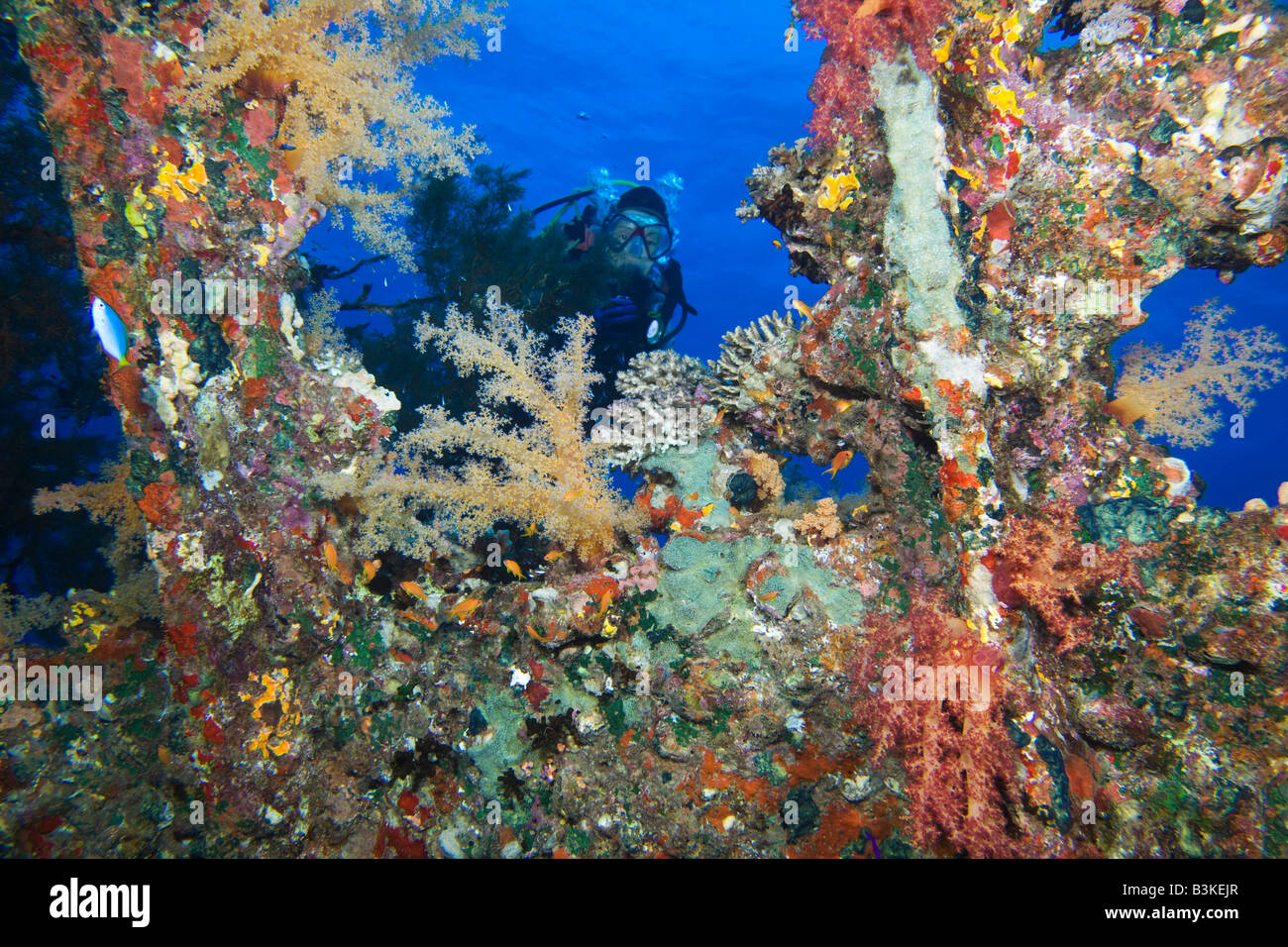 A scuba diver shines her torch on the beautiful soft corals that adorn the SS Carnatic shipwreck at Sha'ab Abu Nuhas, Red Sea. Stock Photo