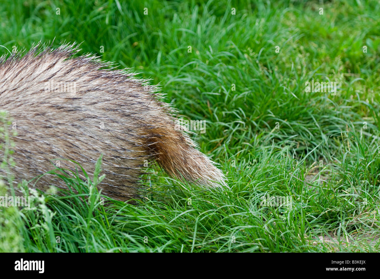 Badger: Meles meles. Tail Stock Photo