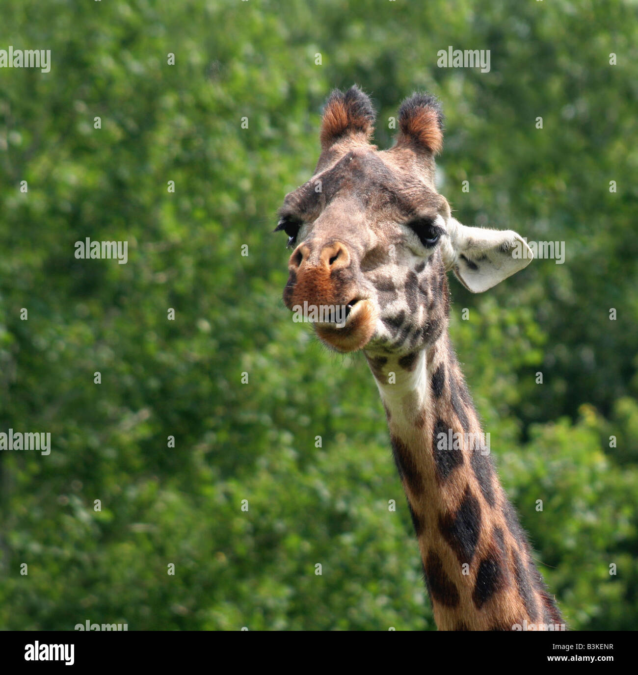 Chewing Giraffe Stock Photo
