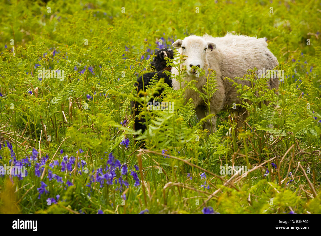 England Cumbria Lake District National Park Sheep and a black Lamb hiding in a blanket of bluebells on a fell near Dunnerdale. Stock Photo