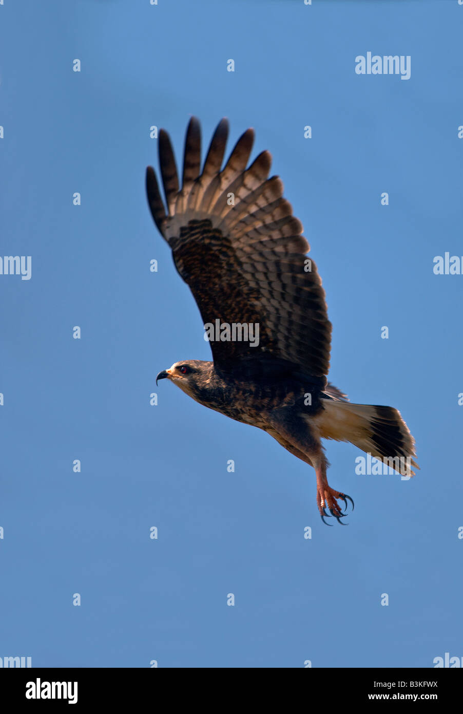 Florida snail kite Stock Photo - Alamy