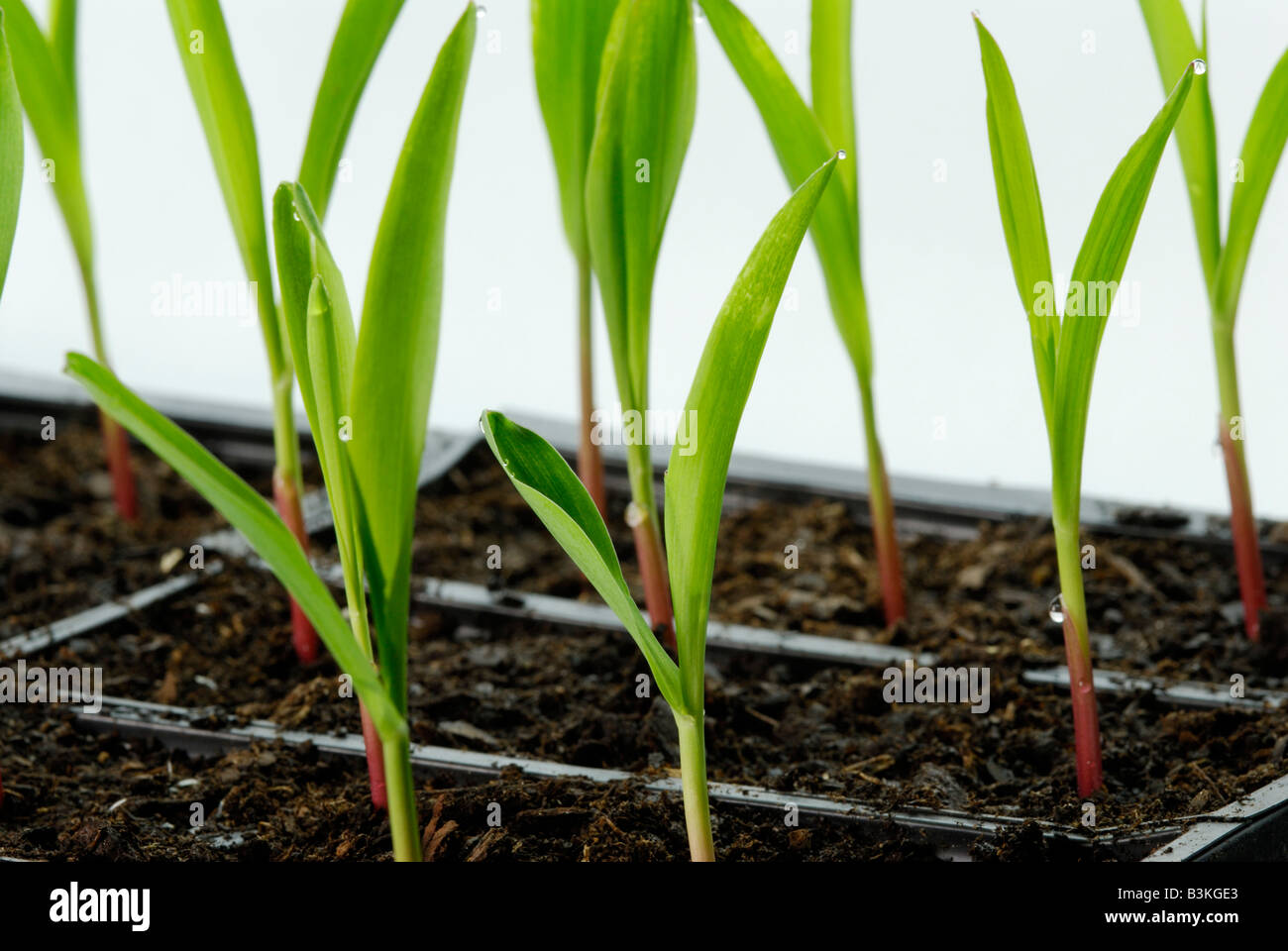 Corn Zea mays seedlings in flats The plants are 1 2 weeks old Stock
