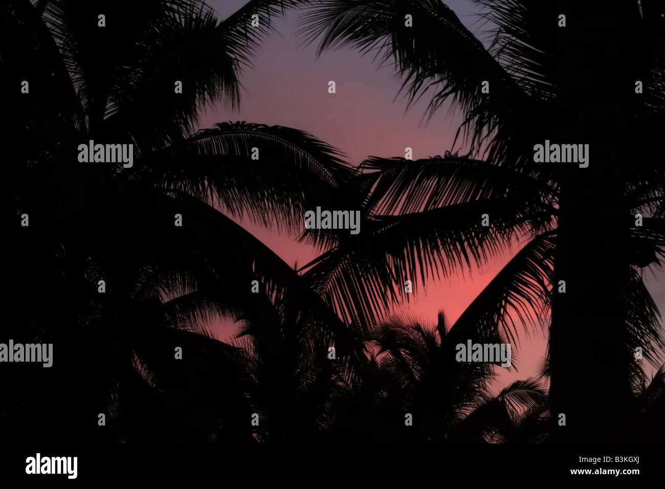 Palm trees silhouetted against a colorful sunset Stock Photo - Alamy