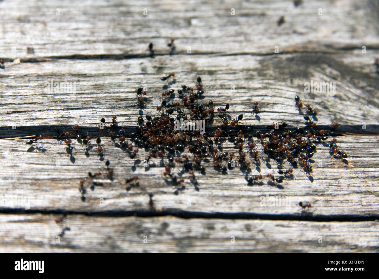 group of red head ant out from a crak in the wood tremiti island Italy Stock Photo