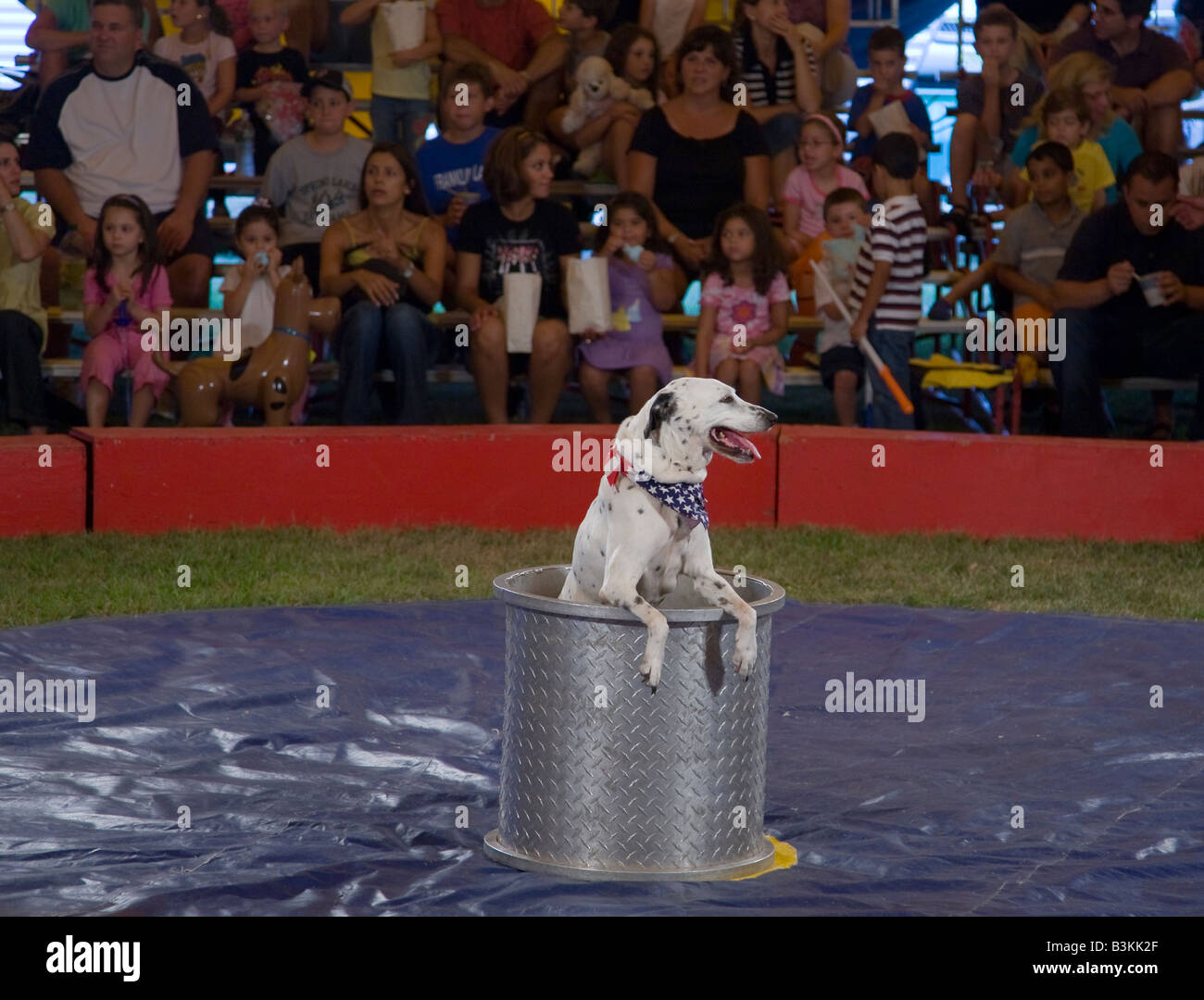 Trained dog at a circus Stock Photo Alamy
