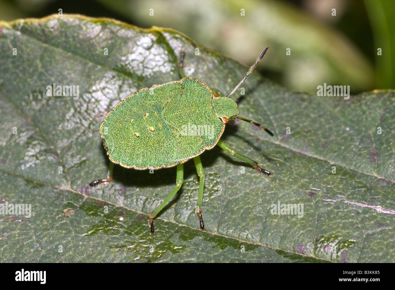 A green shield bug larva Palomena prasina sitting on a leaf September 2008 Stock Photo