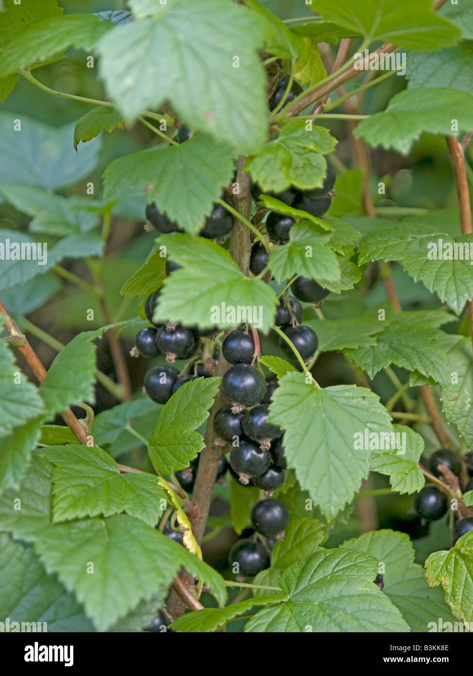 black currant berries in a bush Ribes nigrum Stock Photo