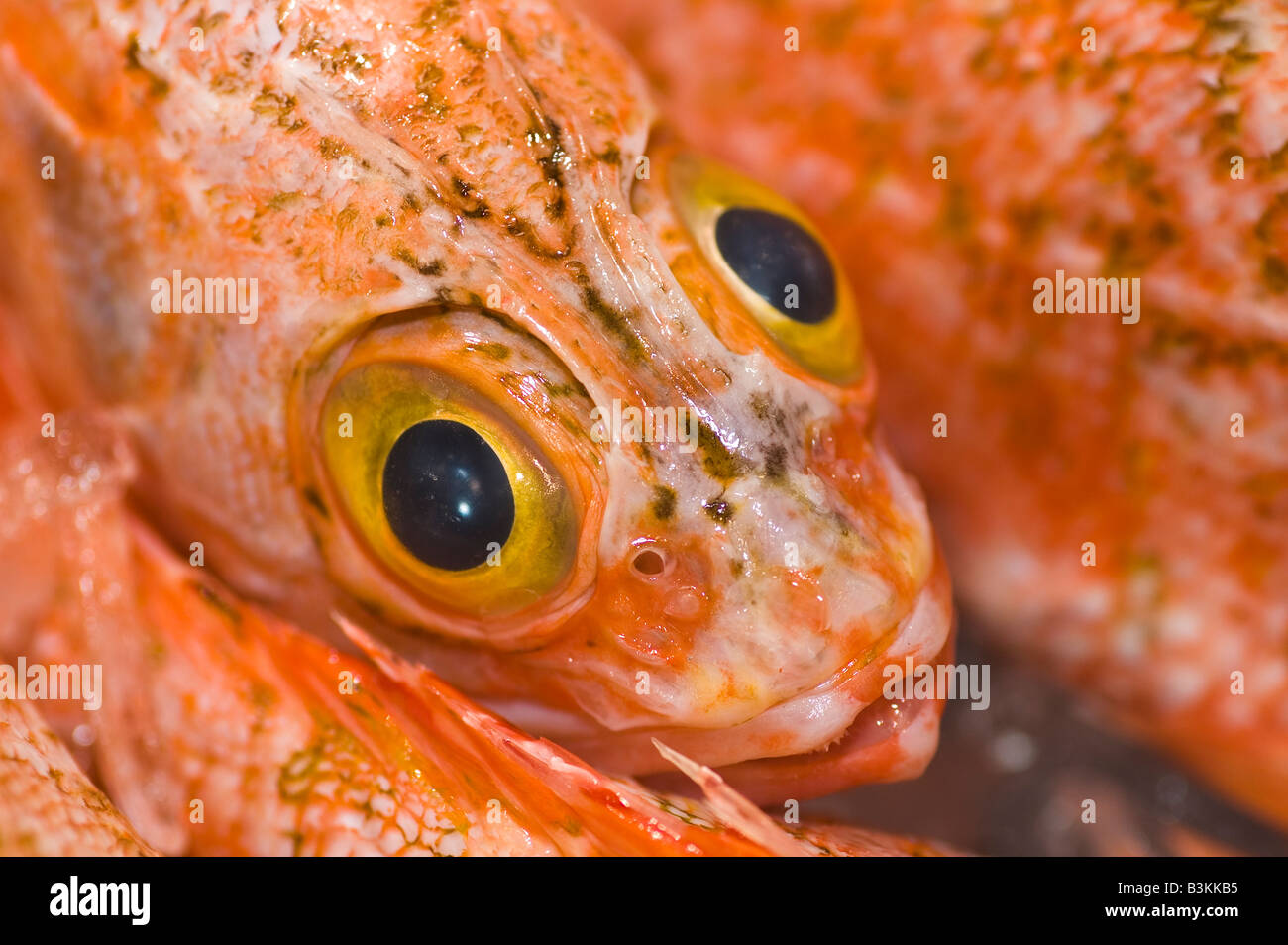 Big eye perch Clearance