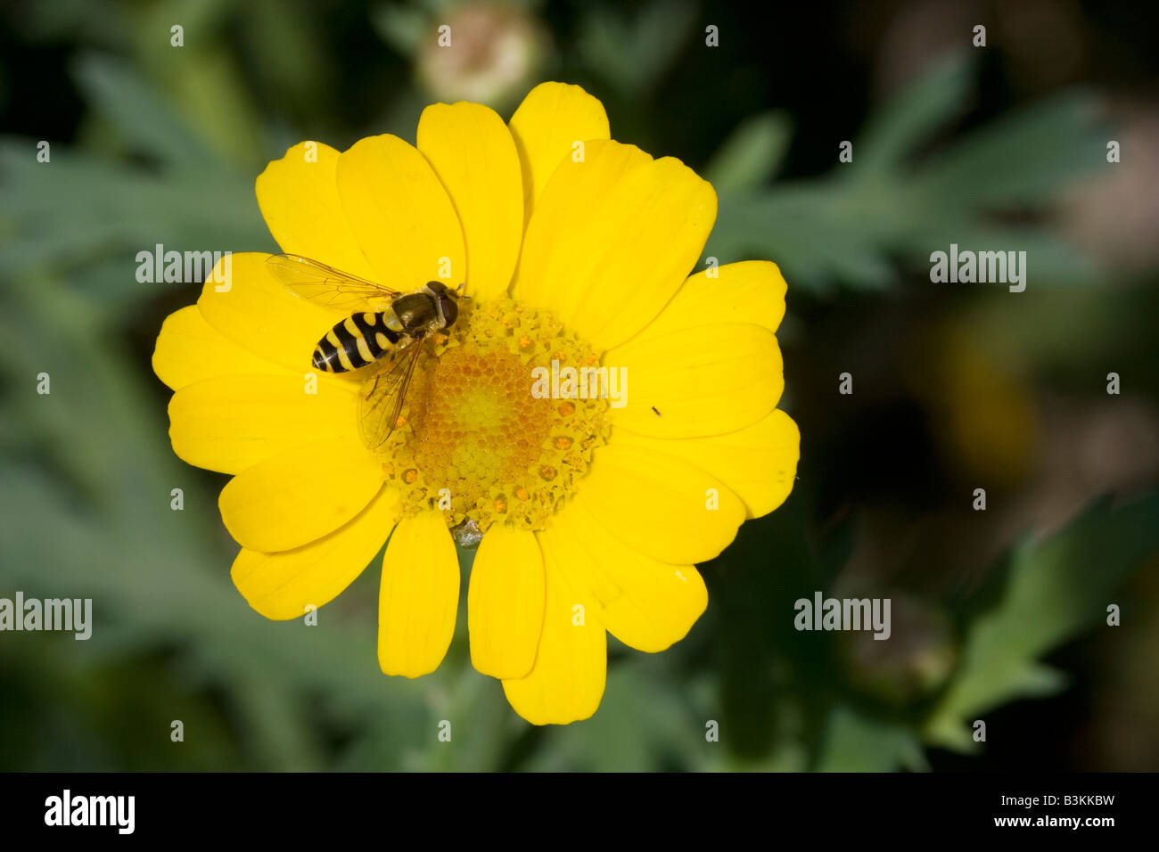 Syrphus ribesii a very common European species of hoverfly on a yellow flower Its larva feed on aphids Stock Photo