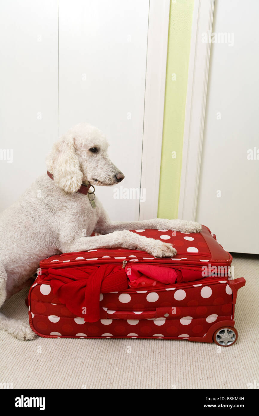 Poodle resting on polka dot patterned suitcase Stock Photo Alamy
