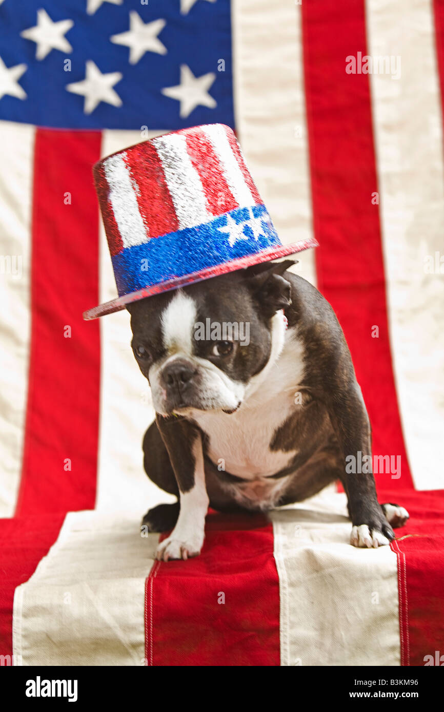 Patriotic Boston terrier dog in hat posing with American flag Stock Photo