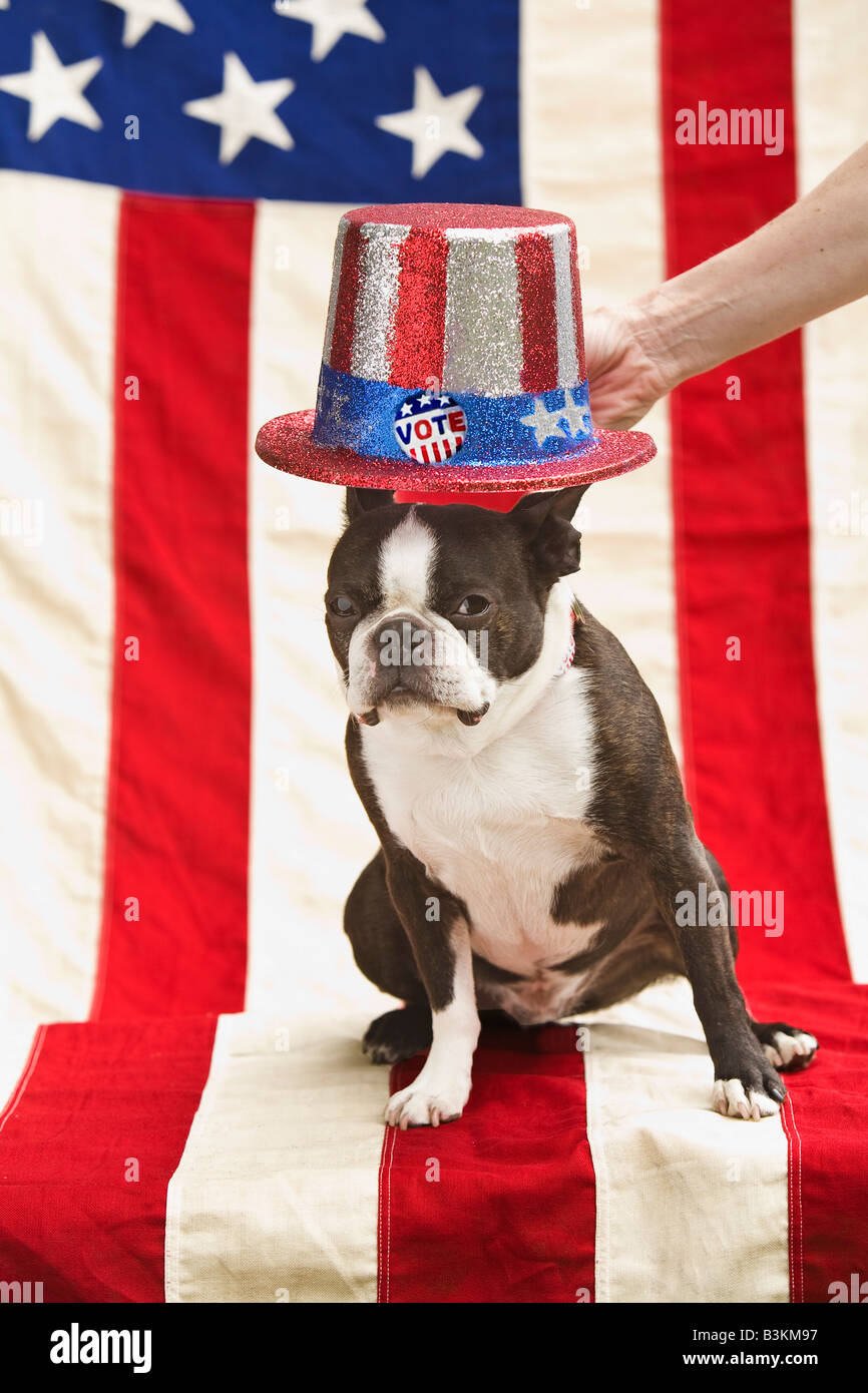 Patriotic Boston terrier dog in hat posing with American flag Stock Photo
