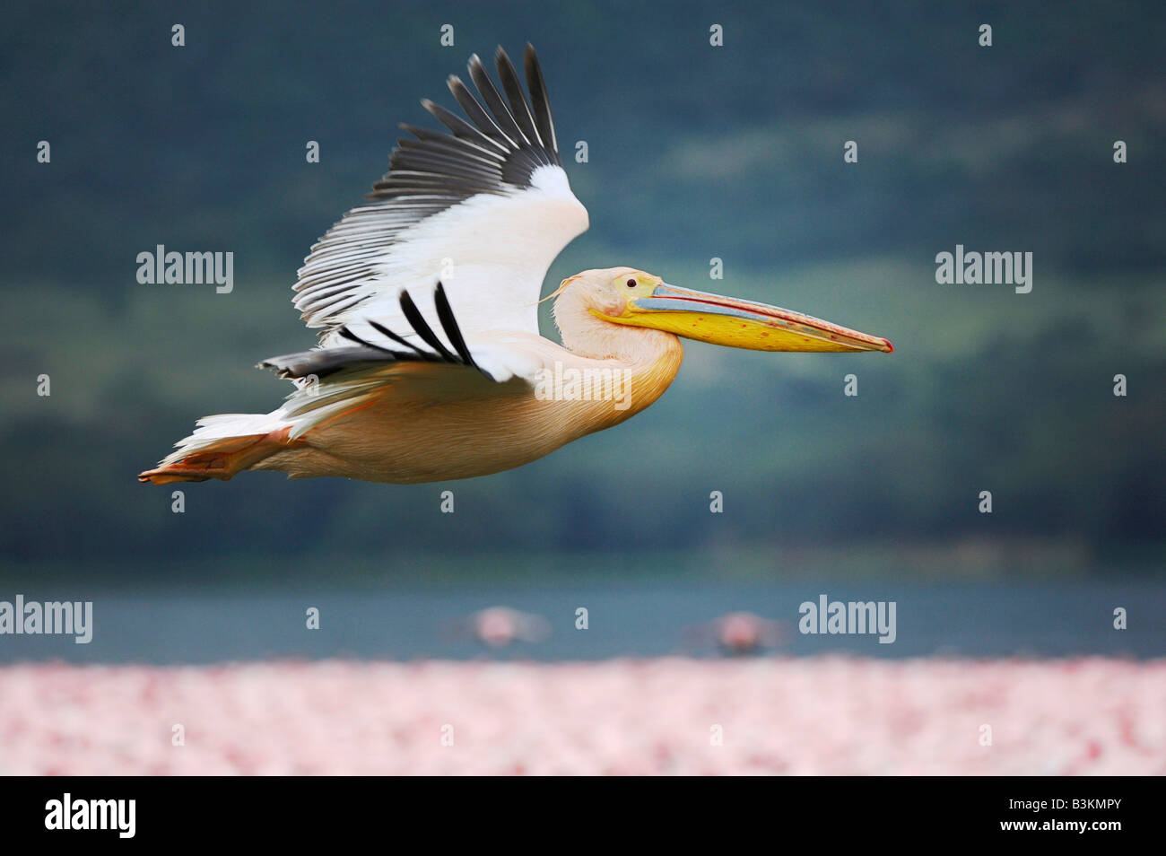 Eastern White Pelican Pelecanus onocrotalus adult in flight Lake Nakuru Kenya Africa Stock Photo