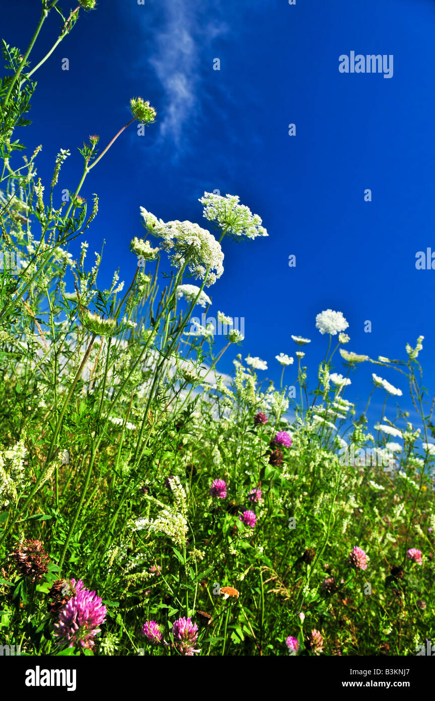 Meadow natural scenery nature wildflowers hi-res stock photography and ...