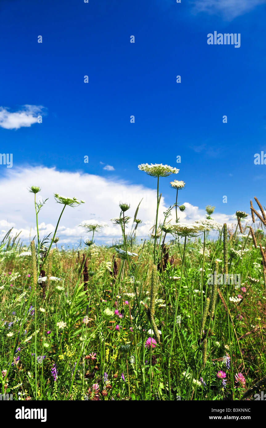 Summer meadow with wildflowers and blue sky Stock Photo - Alamy