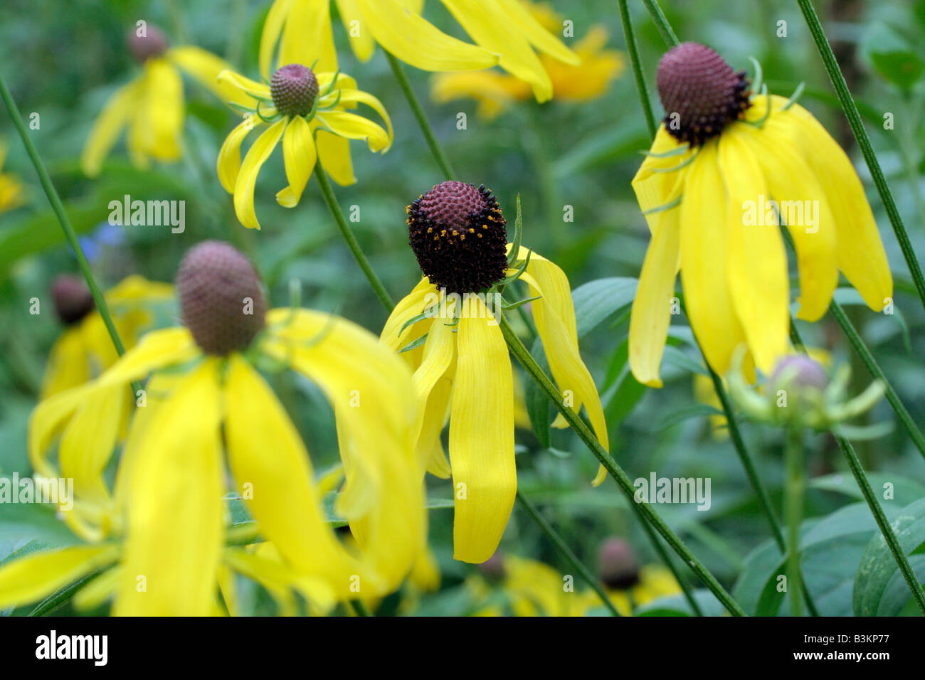 RATIBIDA PINNATA Stock Photo