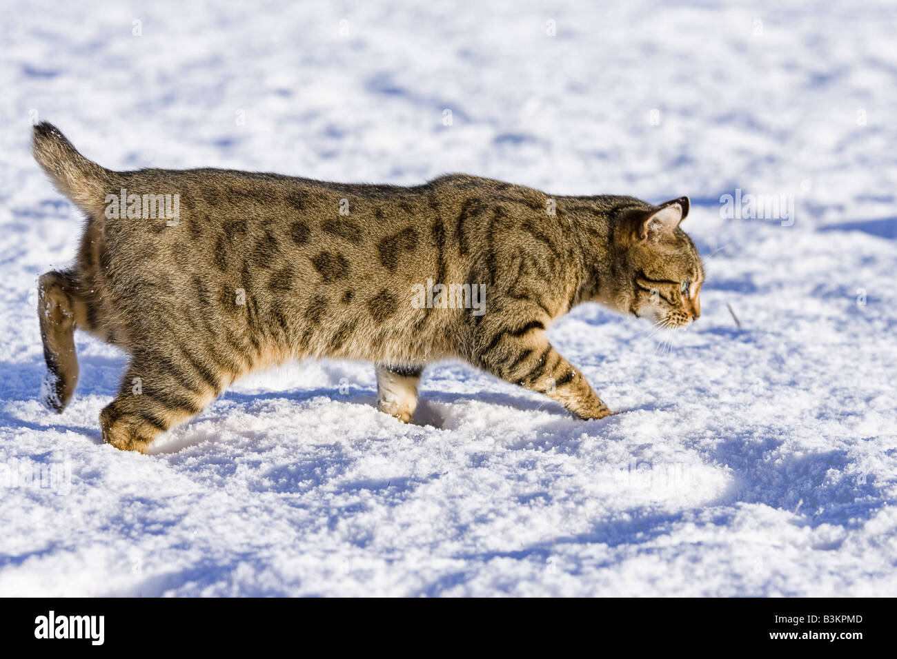Highlander Cat walking in snow Stock Photo Alamy