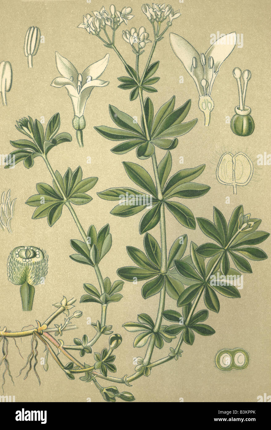 Historical chromo image 1880 of medicinal plant sweet woodruff woodruff galium galium odoratum asperula asperula odorata Stock Photo