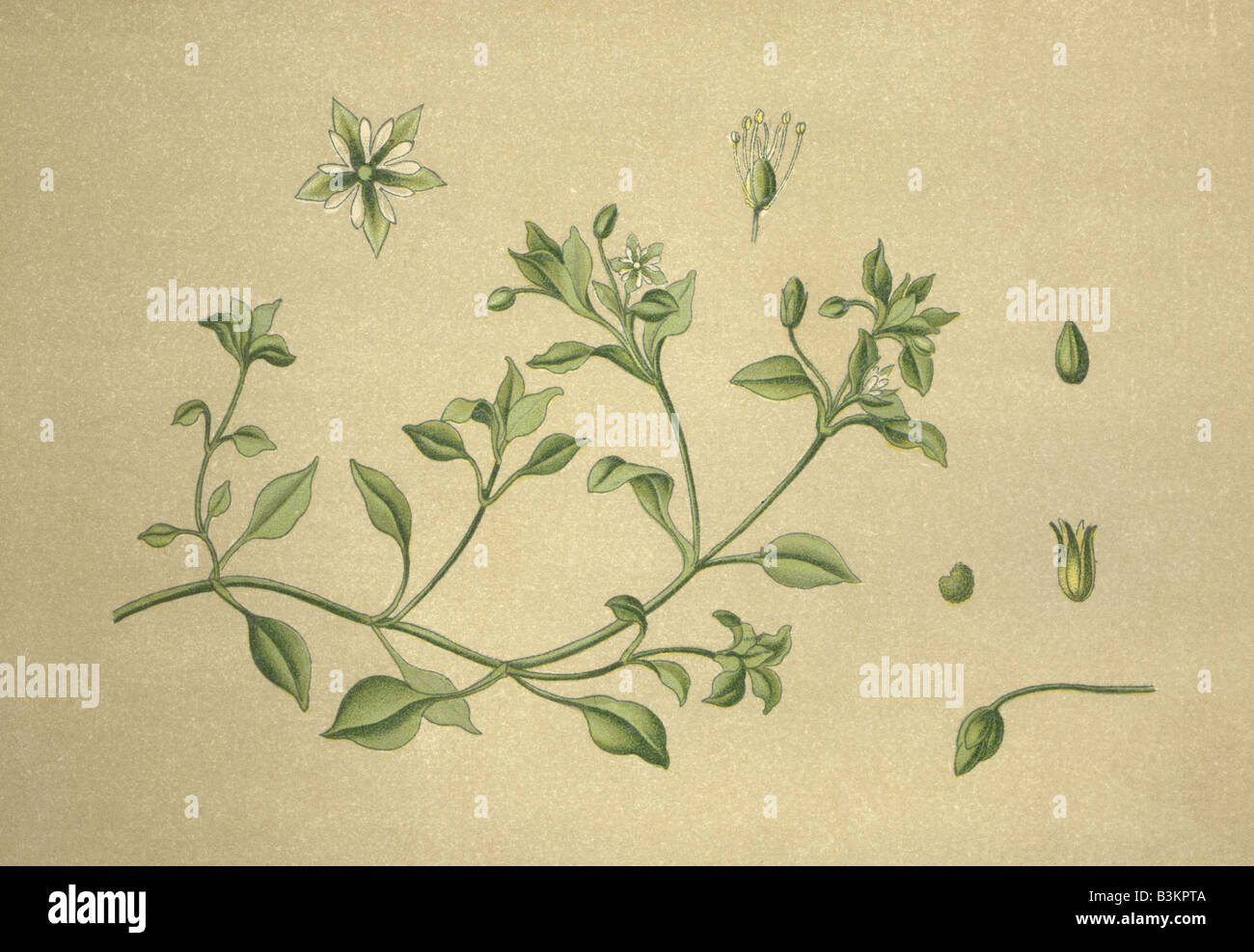 Historical chromo image 1880 of medicinal plant chickweed stellaria media Stock Photo