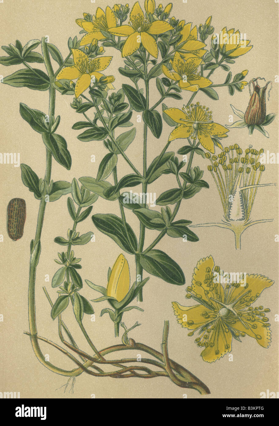 Historical chromo image 1880 of medicinal plant Saint John s Wort Common St Johnswort Iperico Amber Hypericum perforatum Stock Photo