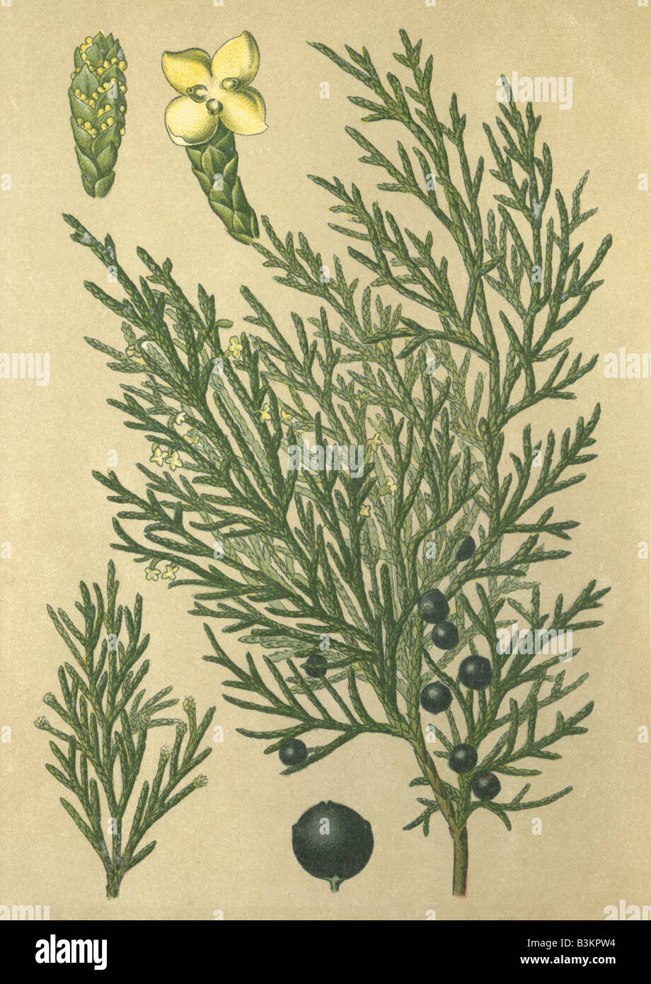 Historical chromo image 1880 of medicinal plant Sabine Savin Savin juniper Juniperus sabina Stock Photo