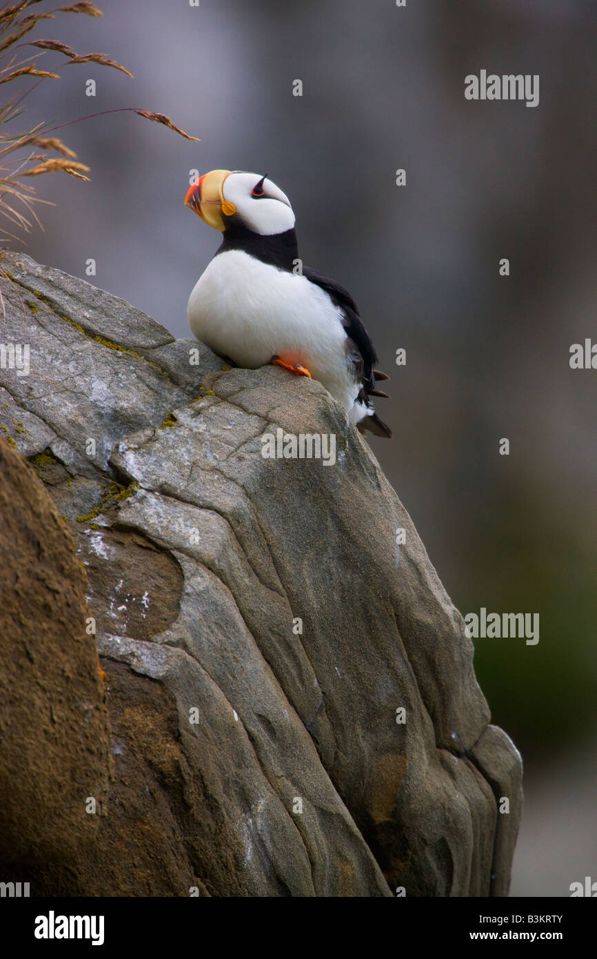 Horned Puffin Alaska Maritime National Wildlife Refuge near Lake Clark