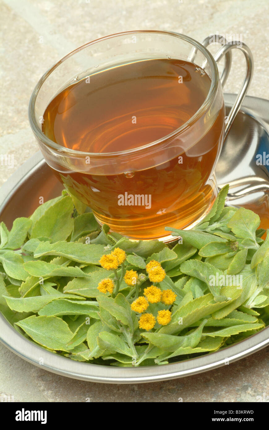 Herbtea made balsamita major alecost hi-res stock photography and ...