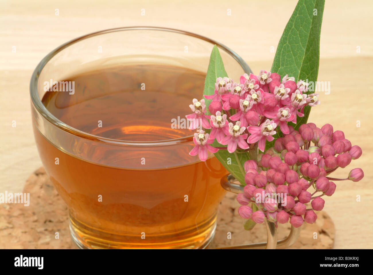 medicinal tea made of Asclepia Asclepias tuberosa Erba della farfalle ...