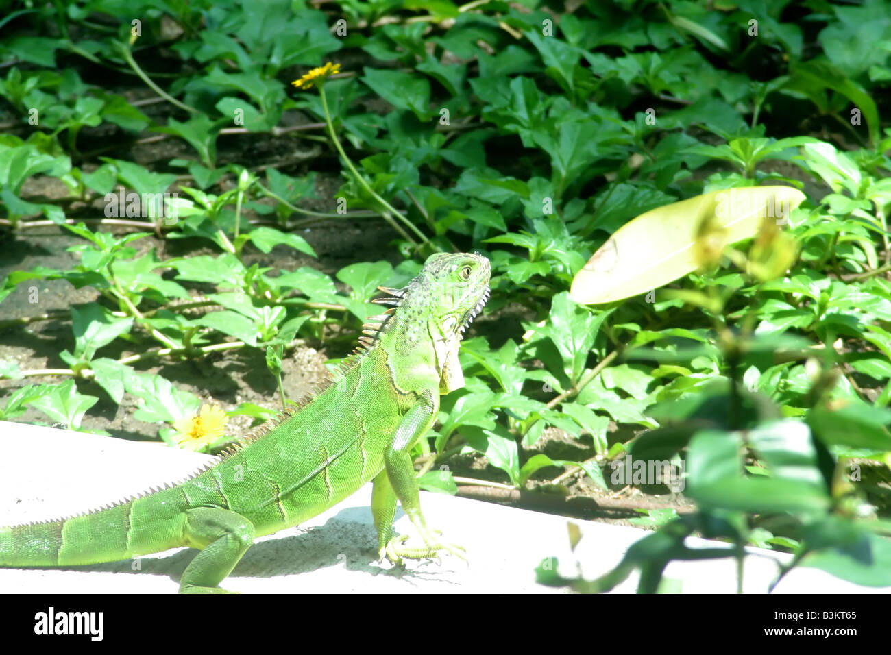 An iguana sunning himself with a lush green background Stock Photo