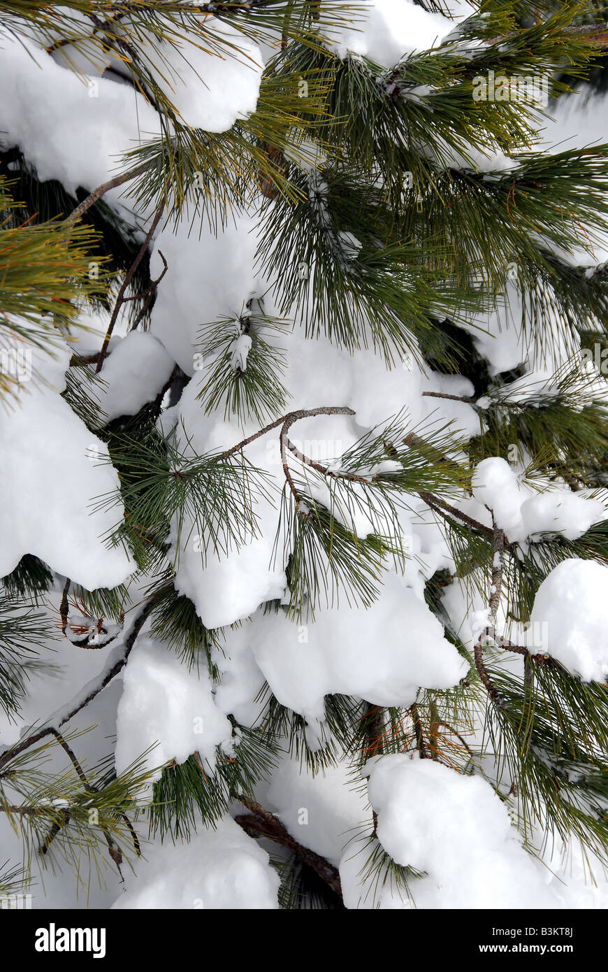 Branches of a pine hi-res stock photography and images - Alamy