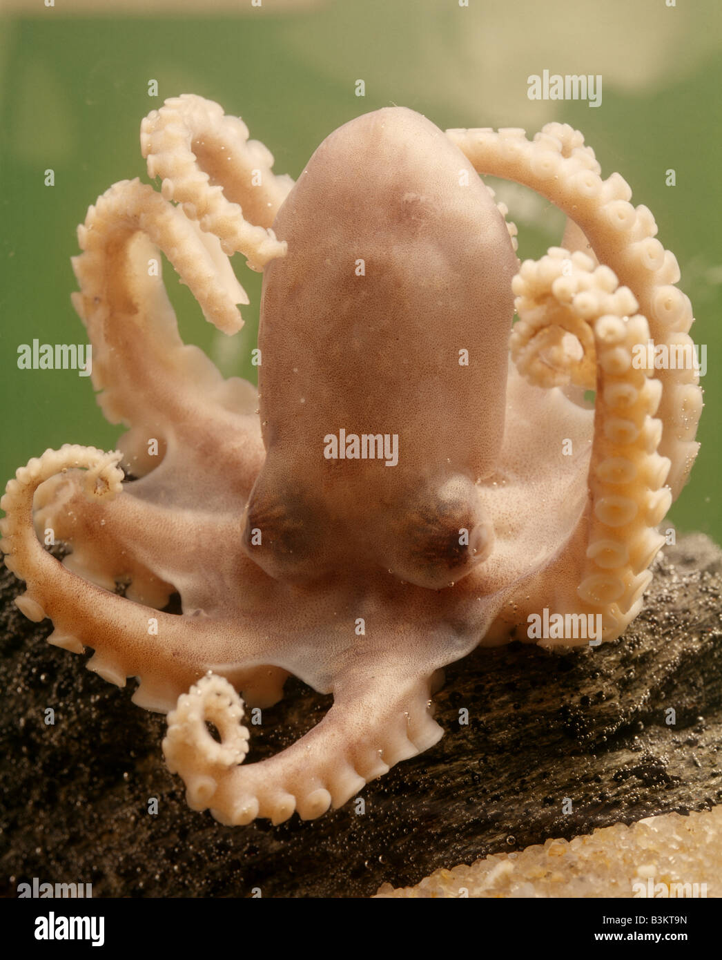 OCTOPUS OR DEVILFISH (OCTOPUS SP.) SHOWS EIGHT ARMS WITH SUCKERS AND HEAD WITH EYES 1X Stock Photo