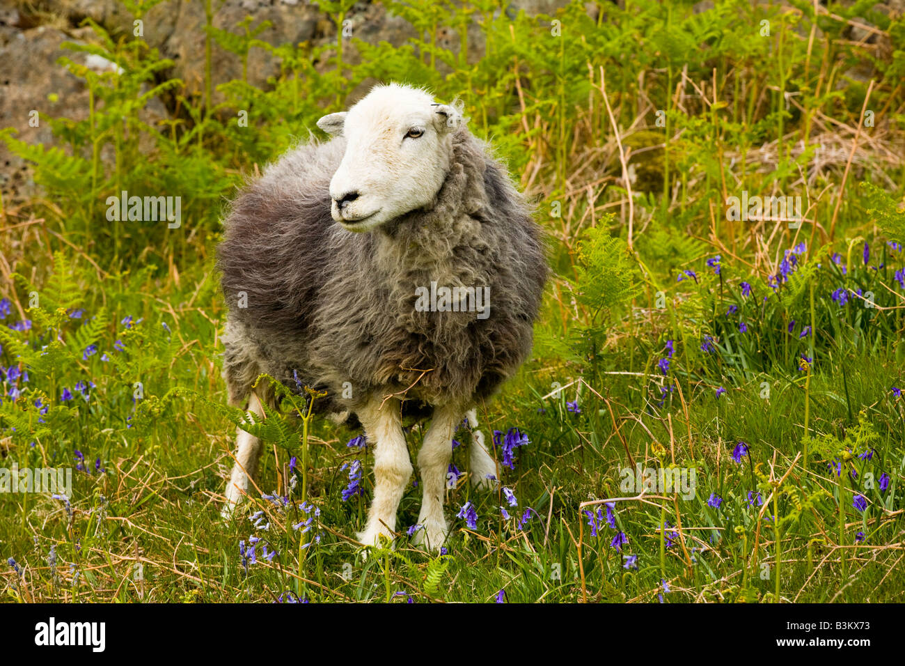 England, Cumbria, Lake District National Park. Sheep and a blanket of bluebells on a fell near Dunnerdale Forest. Stock Photo