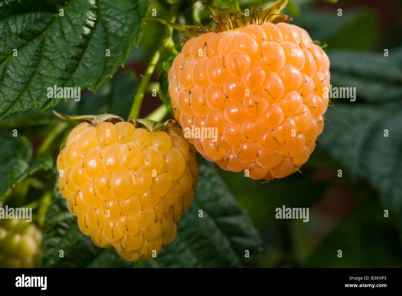 Canes raspberries hi-res stock photography and images - Page 2 - Alamy