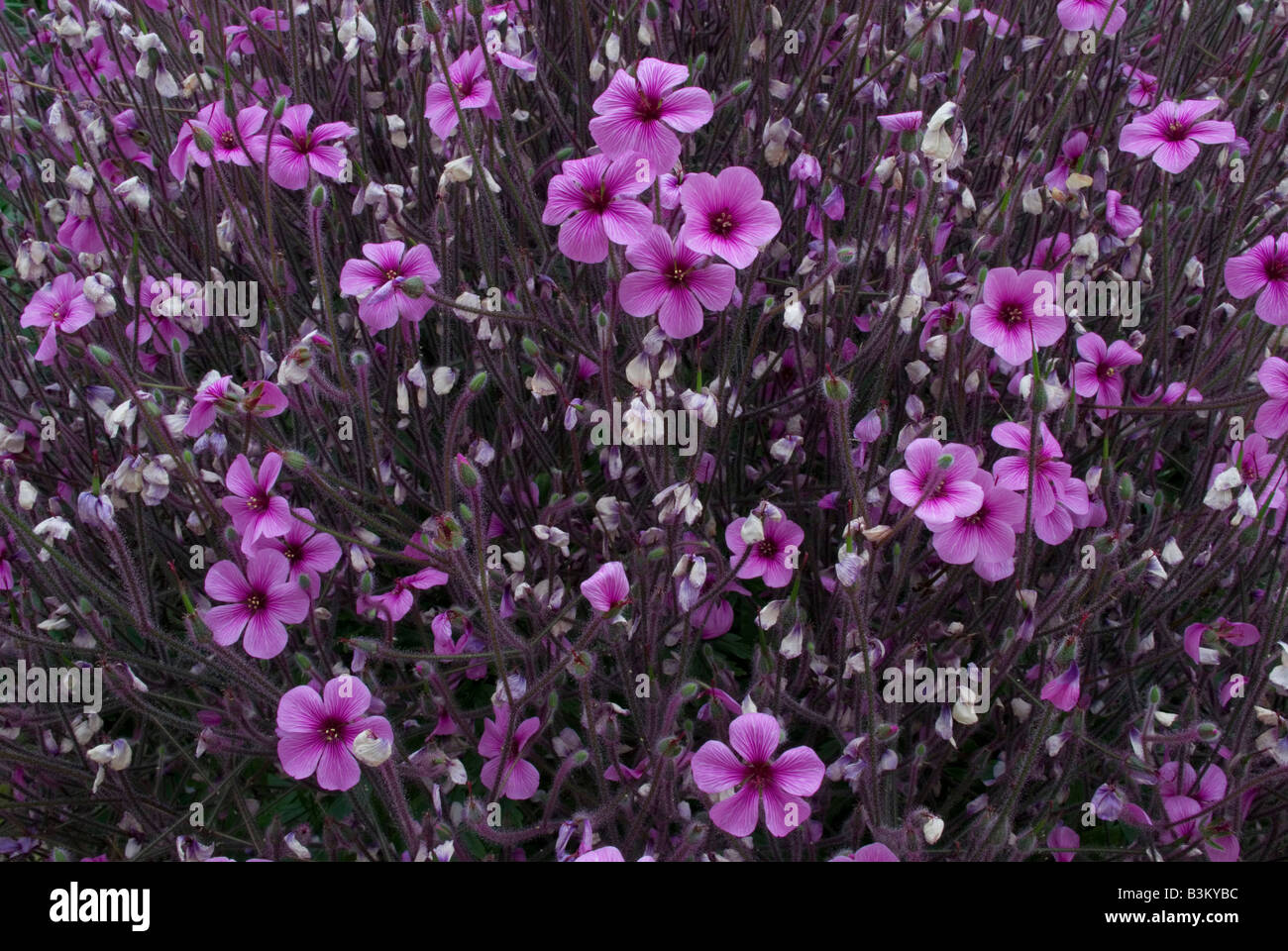 Geranium maderense, Madeira Cranesbill Stock Photo - Alamy