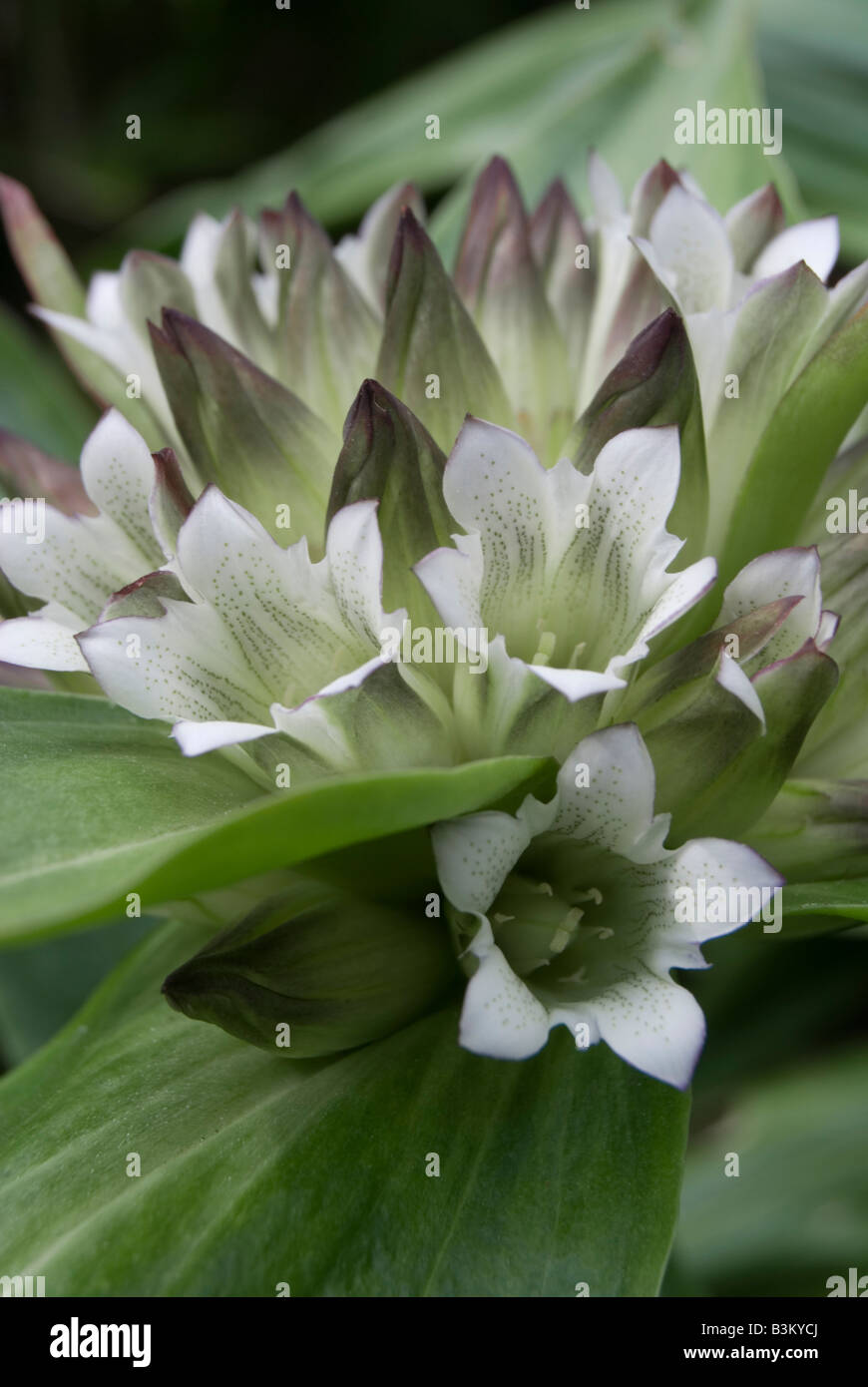 GENTIANA TIBETICA Stock Photo