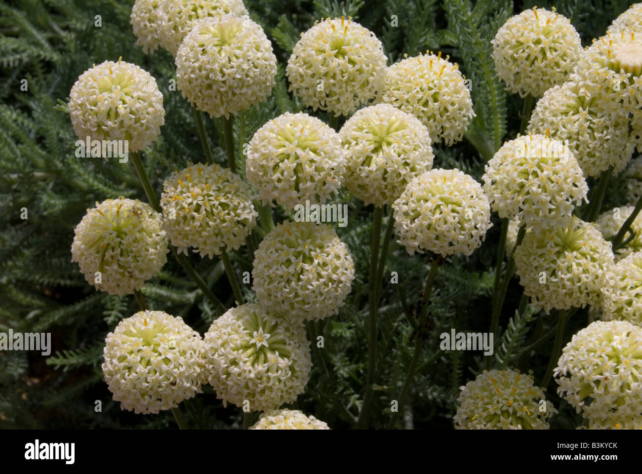 SANTOLINA PINNATA Stock Photo