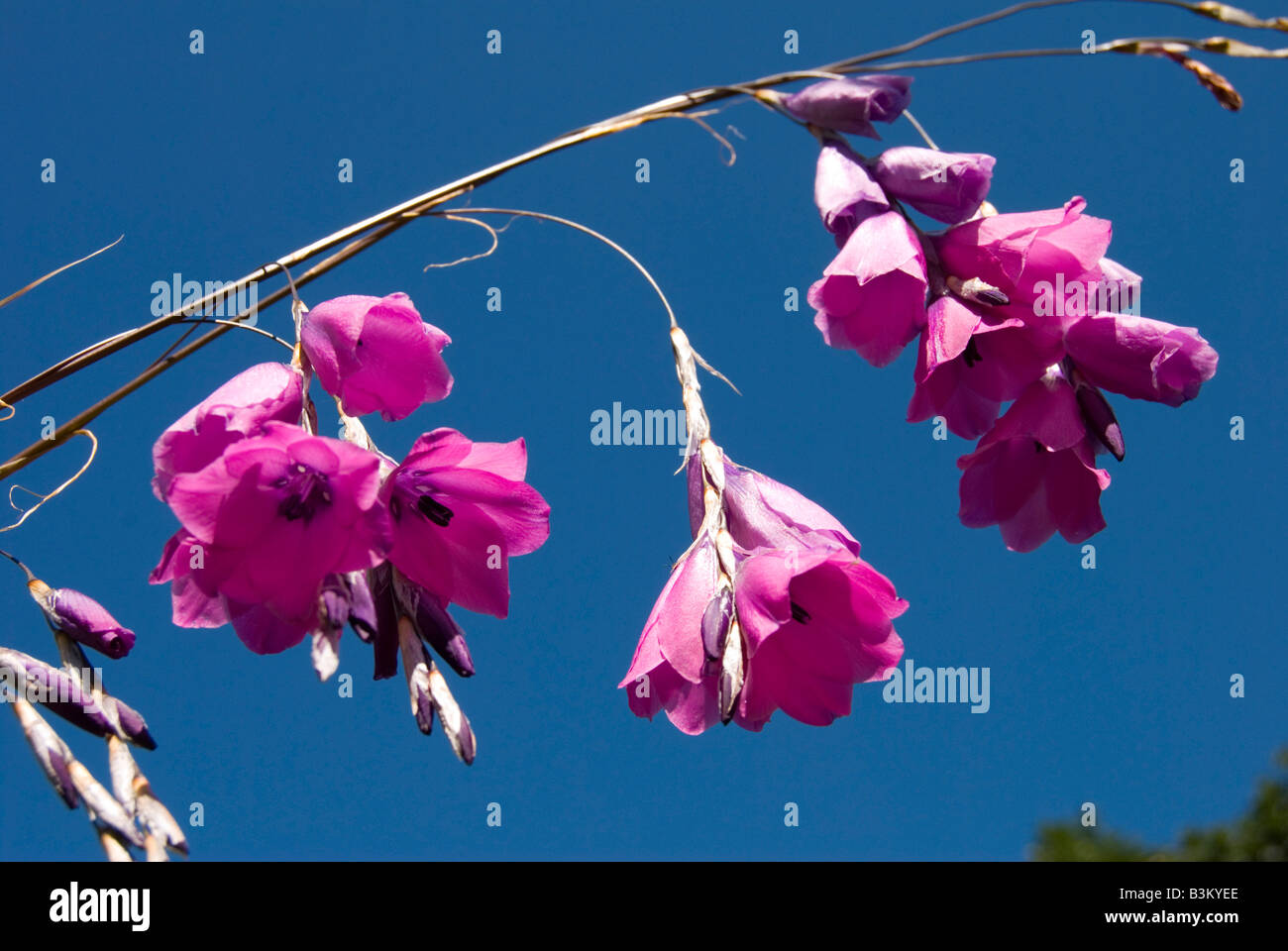 DIERAMA PULCHERRIMUM WAND FLOWER Stock Photo