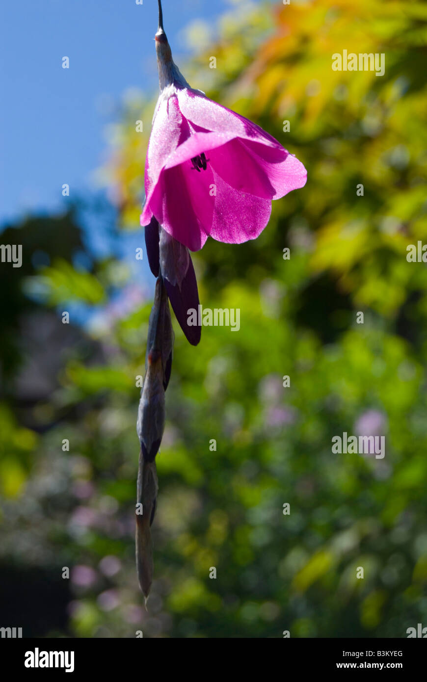 Wand flower. Dierama pulcherrimum Stock Photo