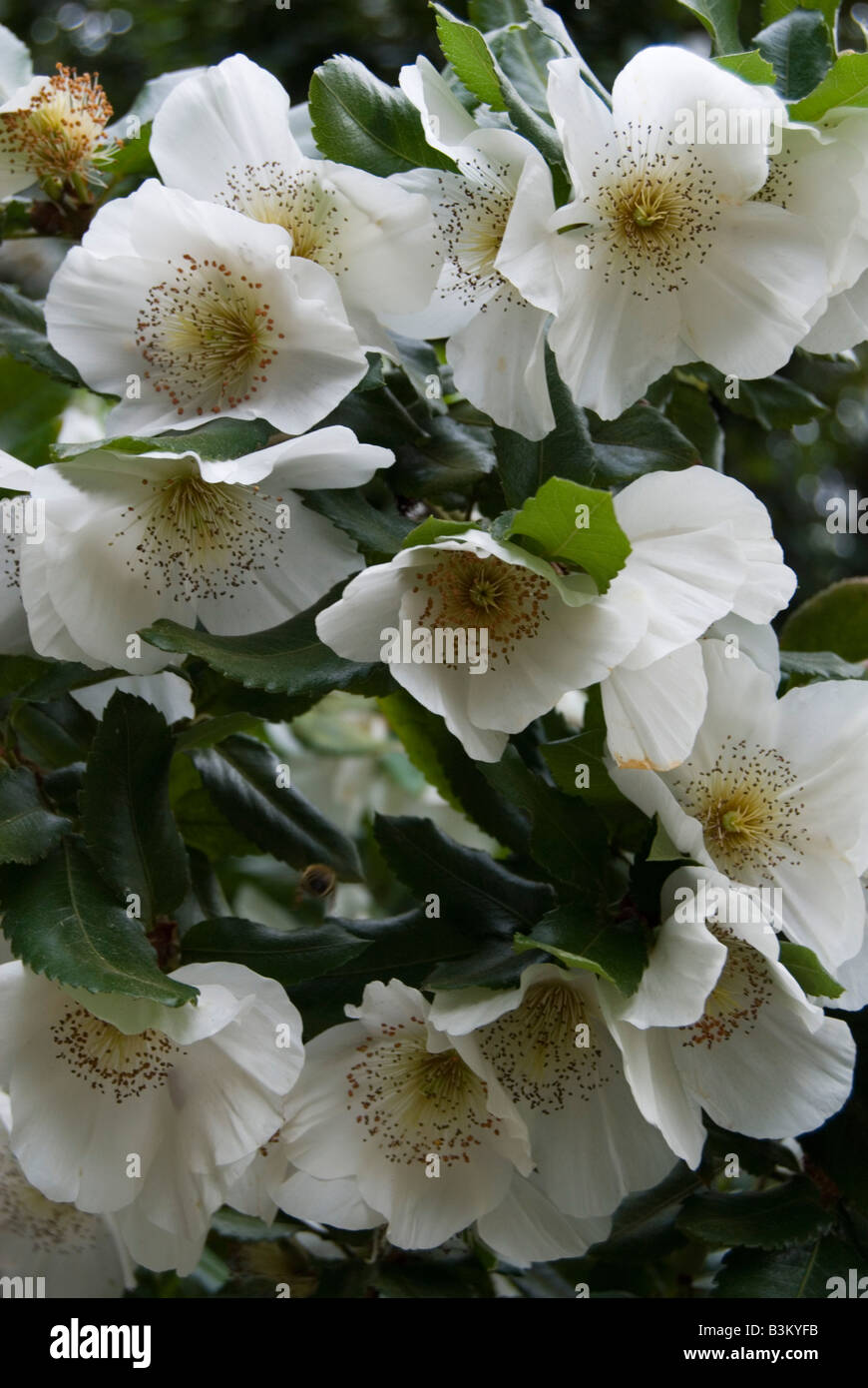 Nymansay tree hi-res stock photography and images - Alamy