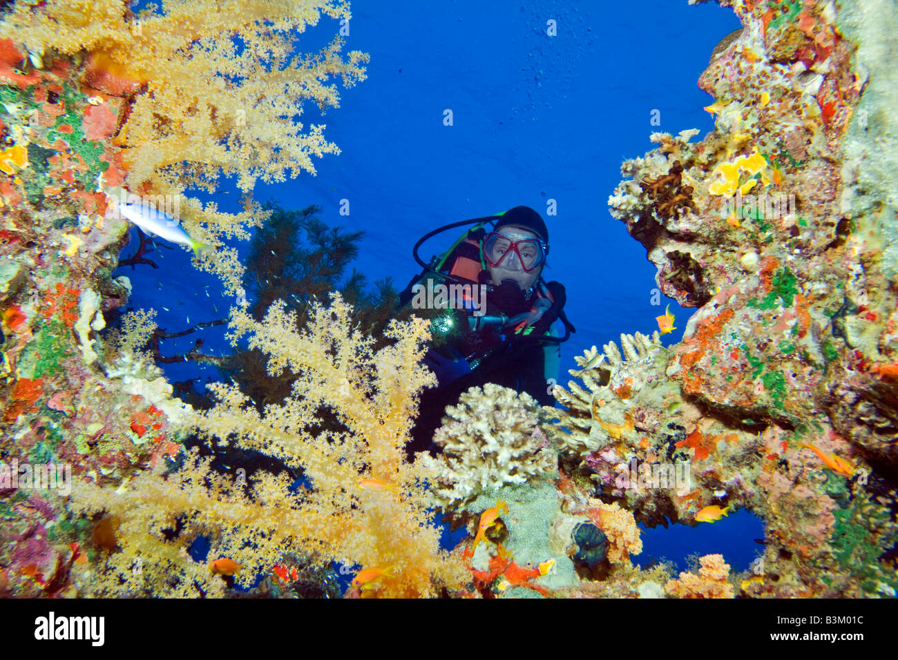 A scuba diver shines her torch on the beautiful soft corals that adorn the SS Carnatic shipwreck at Sha'ab Abu Nuhas, Red Sea. Stock Photo