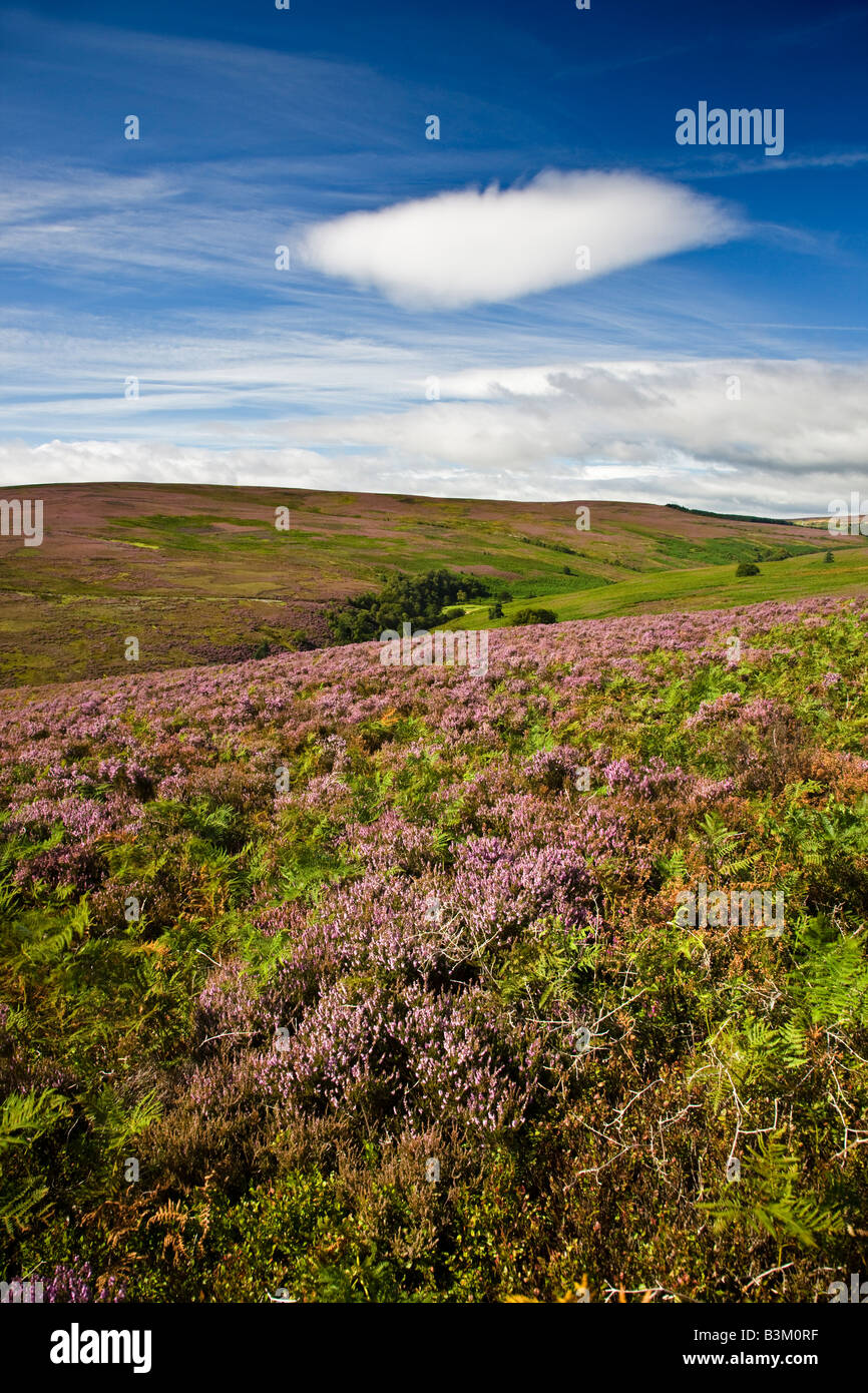 Great Hograh and Westerdale Moors Heather in bloom August North York Moors National Park Stock Photo