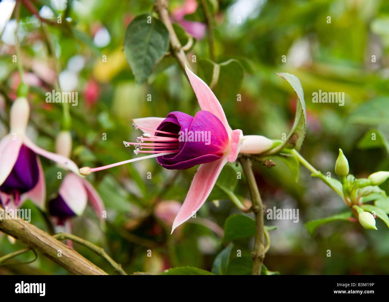 Fuchsia plants with serrated green leaves, buds, and large bell-shaped blooming flowers in magical deep purple and pink colours. Stock Photo