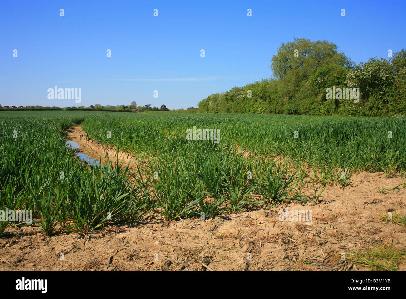 Kentish field in early summer with tractor tracks, Brabourne Lees